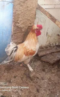 خروس ....