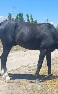 اسب نریان سه ساله