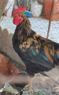 یک عدد خروس محلی  جوان  سرحال و گوشتی