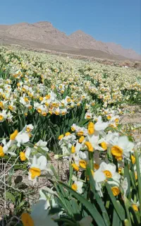 پیاز گل نرگس درجه یک شهر ستان خوسف