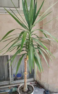 یوکا،نزدیک دو متر