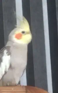 گمشده