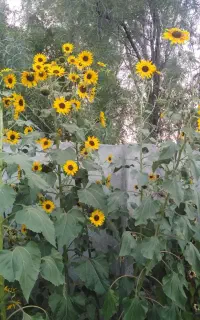 گل کاری در منزل