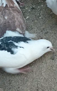 کفتر