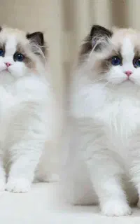 دنیای بچه گربه های رگدال Ragdoll
