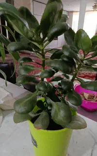گل‌قاشوقی‌واولوورا