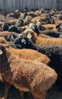 سرک‌ دار گوسفند زنده کم چرب پر گوشت زیر 1 سال بره