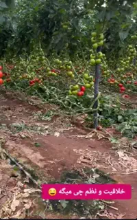 نیازمند کارگر سالانه گلخانه