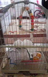 قفس بزرگ