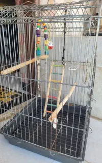 قفس عروس هلندی