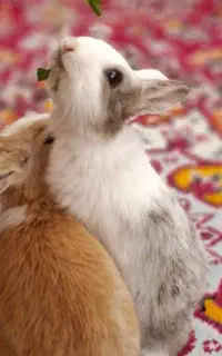 ۲خرگوش۴ماهه