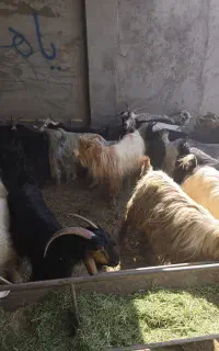 بز شهرکردی