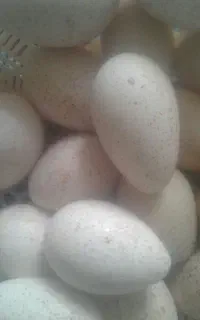 تخم بوقلمون