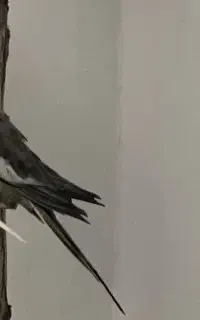 عروس هلندی گمشده در محدوده شهرک طلائیه فاز۱