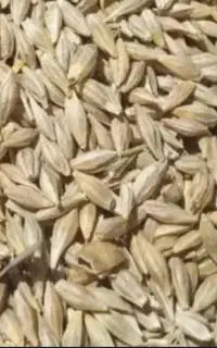 جو دانه درشت آب خورده محلی