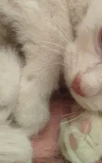 گربه