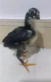 جوجه لاری پر مرغی
