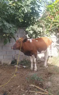 گاو محلی جوان مناسب عید قربان و پروار