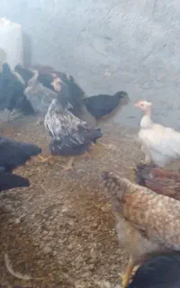 جوجه محلی