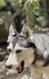 سگ هاسکی