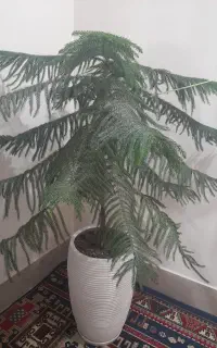 کاج مطبق