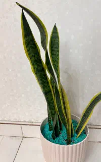 گل سانسوریا ابلق