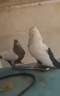 کبوتر