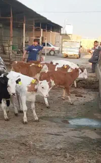 ترمینال گوساله سیمنتال