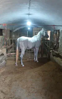 نریان سواری دار