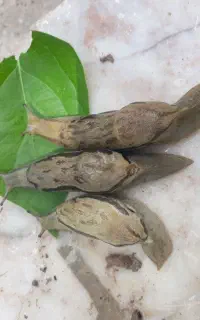 حلزون ارایشی
