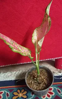 قیم بلند یک متری
