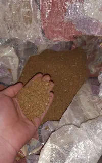 بذر یونجه