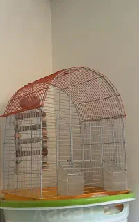 قفس عروس هلندی