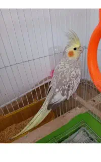عروس هلندی نر گم شده