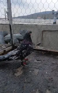 کبوتر رنگی