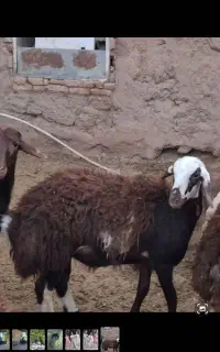 بره ماده کله سفید
