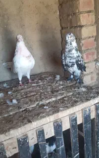 تکبر