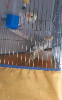 عروس هلندی