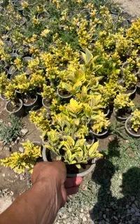 خدمات کاش و عرضه شمشاد طلایی ۴۵