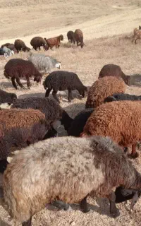 بره نر