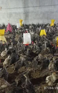 کود بوقلمون