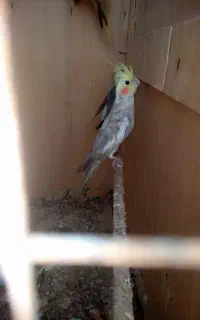 3عدد‌عروس‌هلندی‌جوان