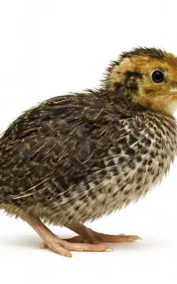جوجه بلدرچین