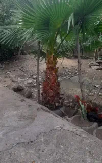 دو عدد درخت زینتی پالم