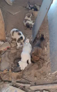 توله