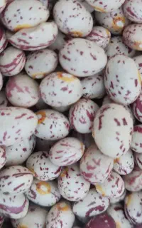 فروش چند تن لوبیا چیتی