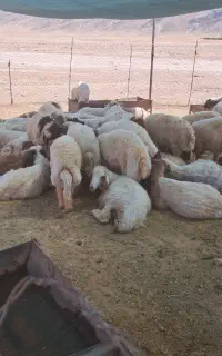 تعداد۵۵راس بره نر
