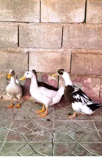 اردک محلی ارگانیک ۳ ماهه