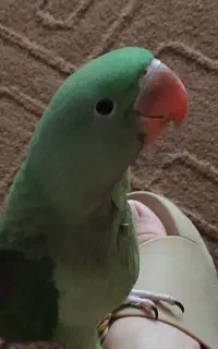 طوطی