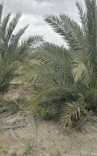 پاجوش،دیمت مکتیب